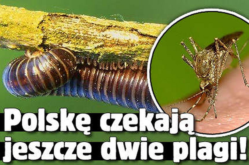 Polskę czekają jeszcze dwie plagi!