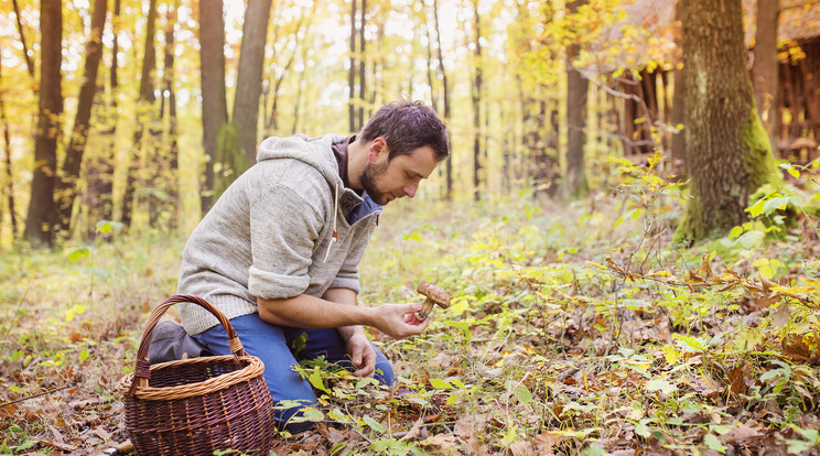 Akkor is érdemes bevizsgáltatni a leszedett gombát, ha hozzáértőnek gondoljuk magunkat
(képünk illusztráció) /Fotó:Shutterstock