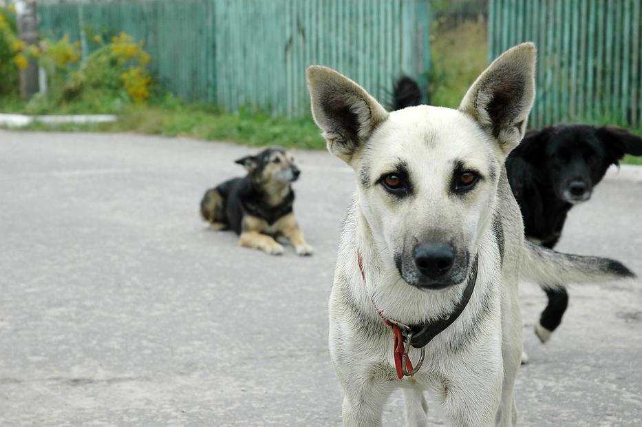 300 ezer kóbor kutya él hazánkban /Illusztráció: Northfoto