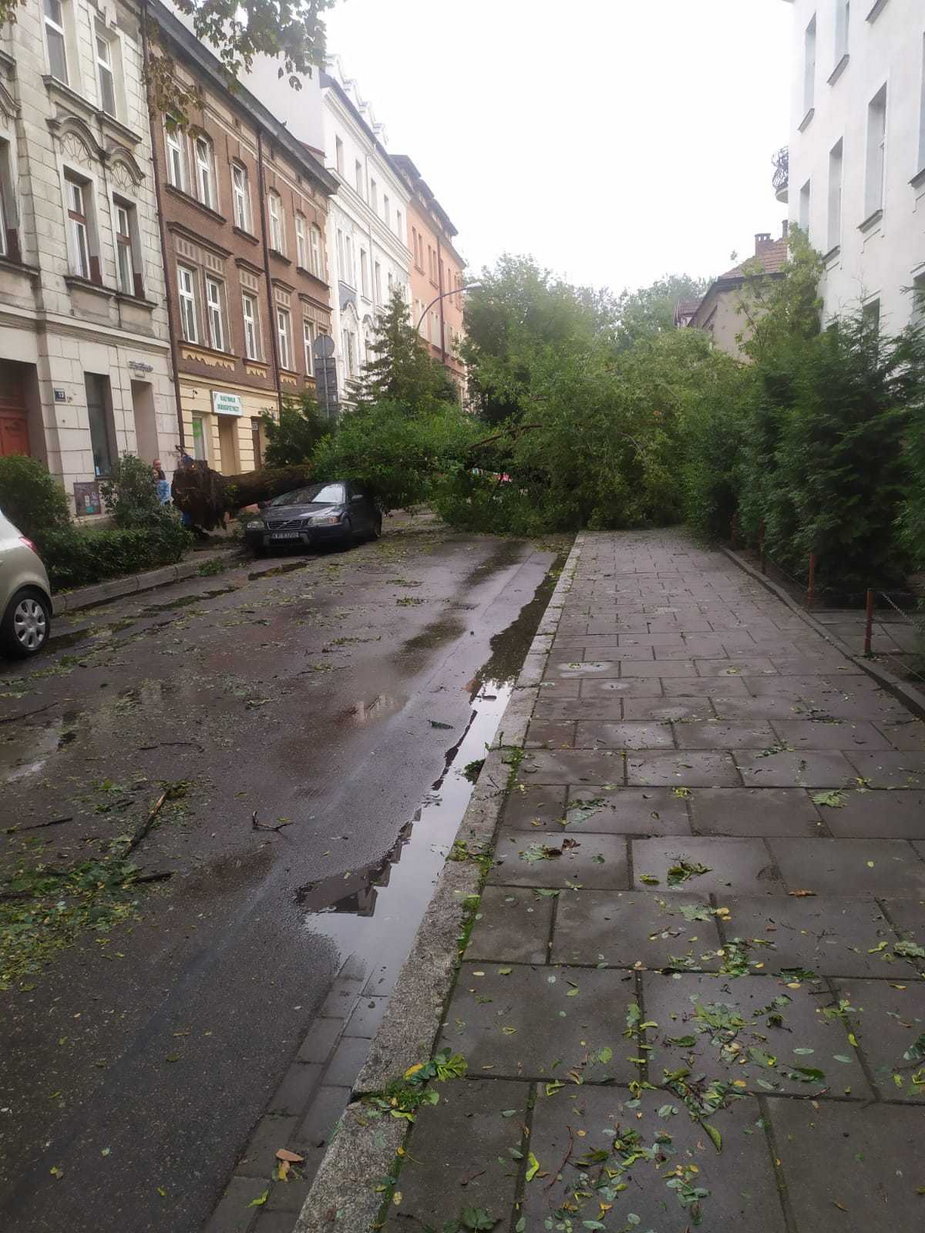 Upadające drzewa zniszczyły samochody w Krakowie