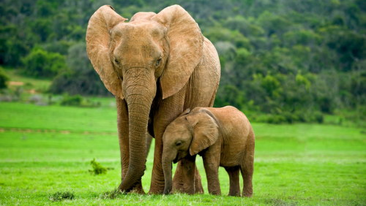 Powstał słownik tłumaczący zachowania słoni afrykańskich