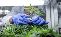 Tak rośnie lecznicza marihuana. Przyniesie gigantyczne zyski