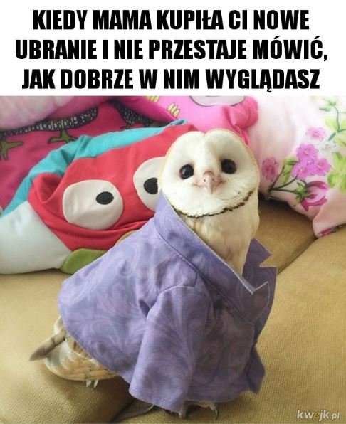 Najśmieszniejsze memy ze zwierzętami w roli głównej