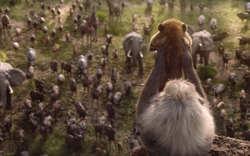 Nowy "Król Lew"? Tak! Mamy zwiastun