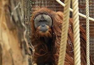 Retka vrsta tapanuli orangutan otkrivena je 2017, ali stručnjaci strahuju da bi uskoro mogla da nestane | Foto: Getty Images