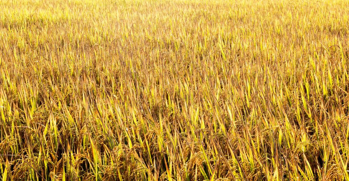 Złoty ryż będzie uprawiany w Bangladeszu