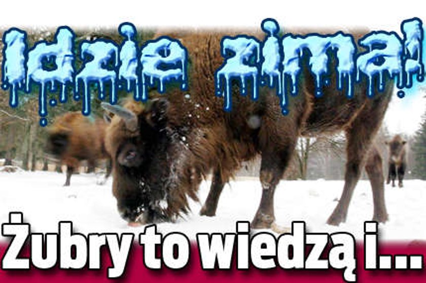 Idzie zima! Żubry to wiedzą i...