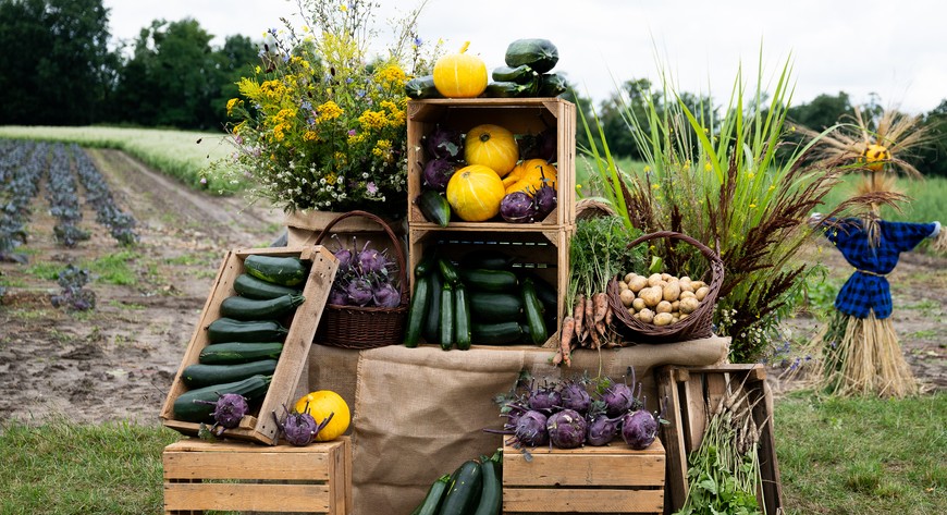 Farma to ekologiczne, pyszne warzywa
