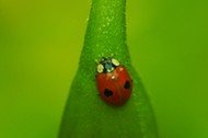 Two spotted Ladybird Adalia bipunctata on a Brugmansia bud