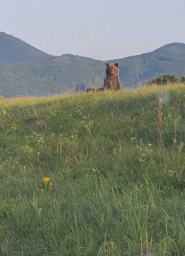 Najprv vybehla len medvedica.