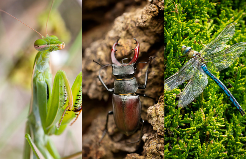 Najpiękniejsze, największe, najbardziej krwiożercze – takie niesamowite owady żyją wśród nas! Nasz subiektywny wybór najbardziej interesujących owadów, które można spotkać w rodzimych ogrodach, łąkach i lasach.