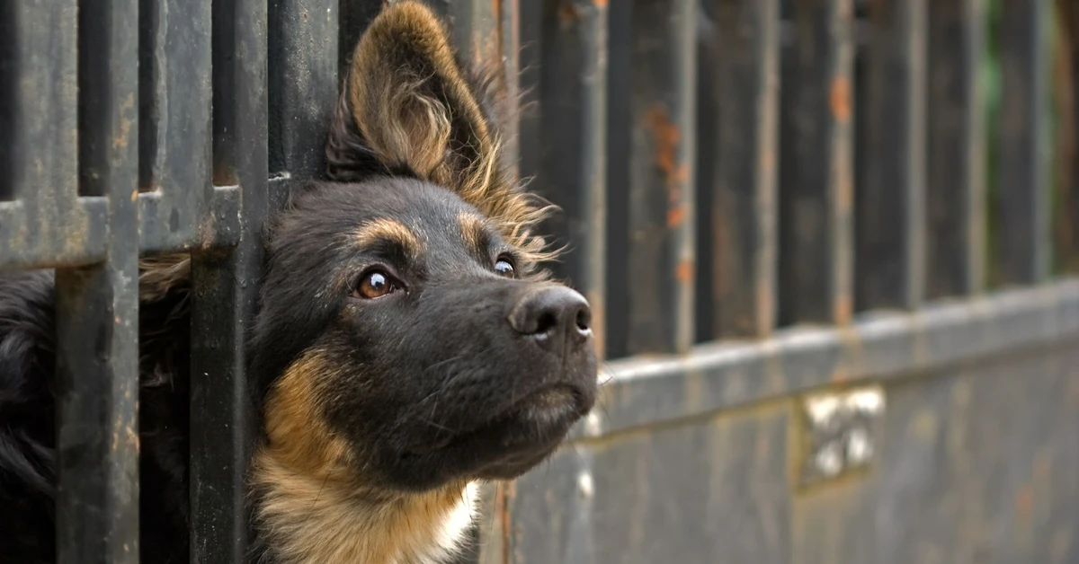 Wystartowała wyjątkowa świąteczna zbiórka. Pomóż bezdomnym zwierzętom przetrwać zimę