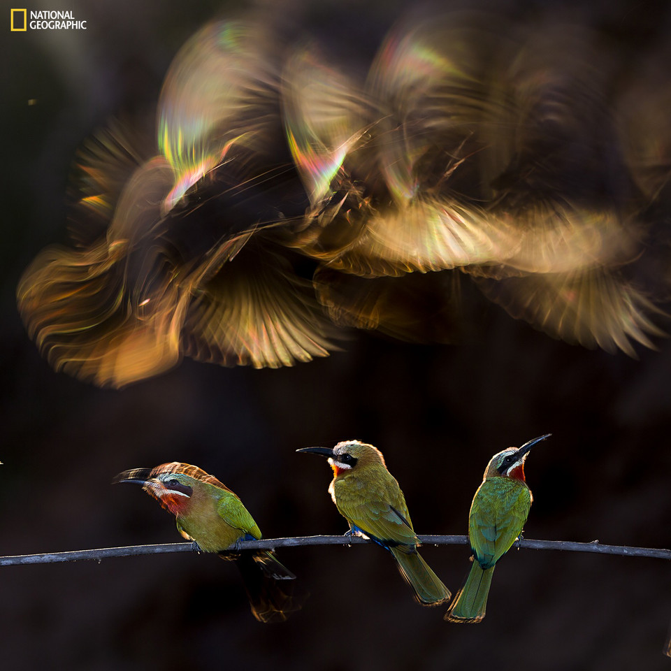 Wyróżnienie - Bence Mate - Colorful chaos (pol. Kolorowy rozgardiasz) / National Geographic  2015 Photo Contest