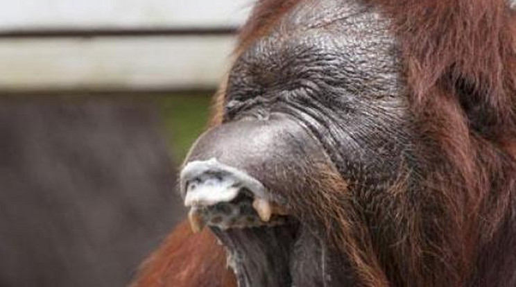 Majmolja az embereket az orangután