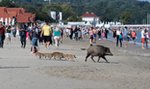 Ale numer! Zobaczcie, kto brylował na plaży w Sopocie