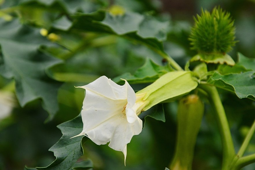 Datura