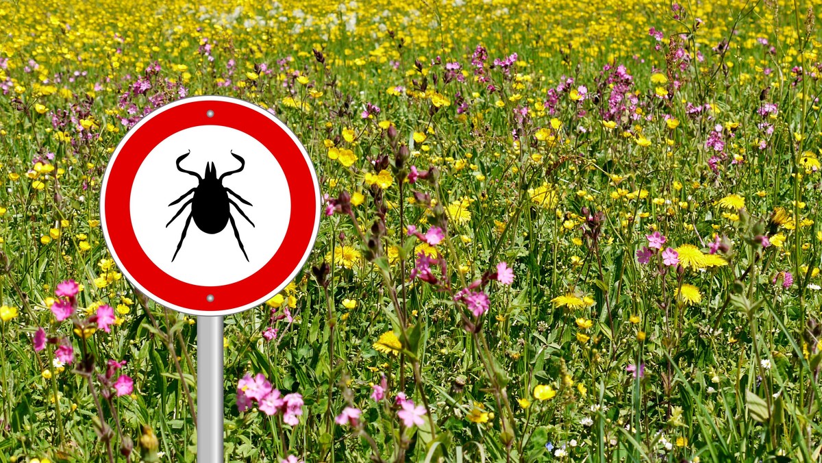 tick sign in flower meadow