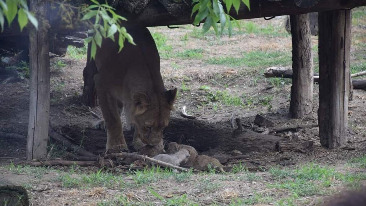 Babi bum u Zoo vrtu na Paliću : Lavica Kiara na svet donela četvorke