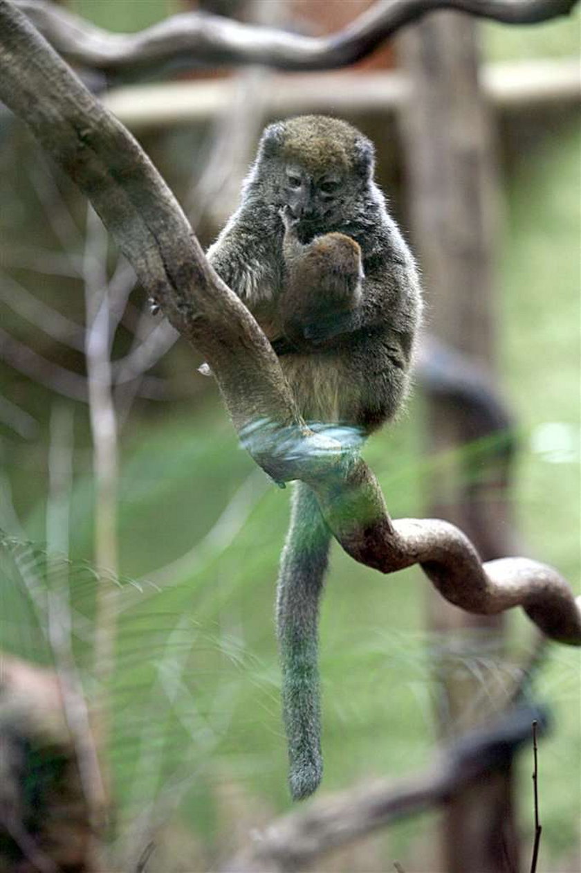 Mały lemurek we wrocławskim ZOO