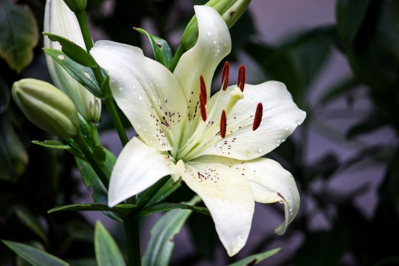 Lilia ogrodowa lilie ogrodowe kwiat kwiaty bukiet biały biała lilia Lily,,Lily,At,The,Cottage,In,The,Garden,,.close-up.,White