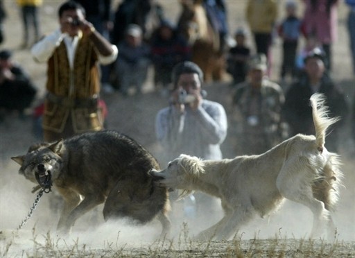 KYRGYZSTAN - HUNTING