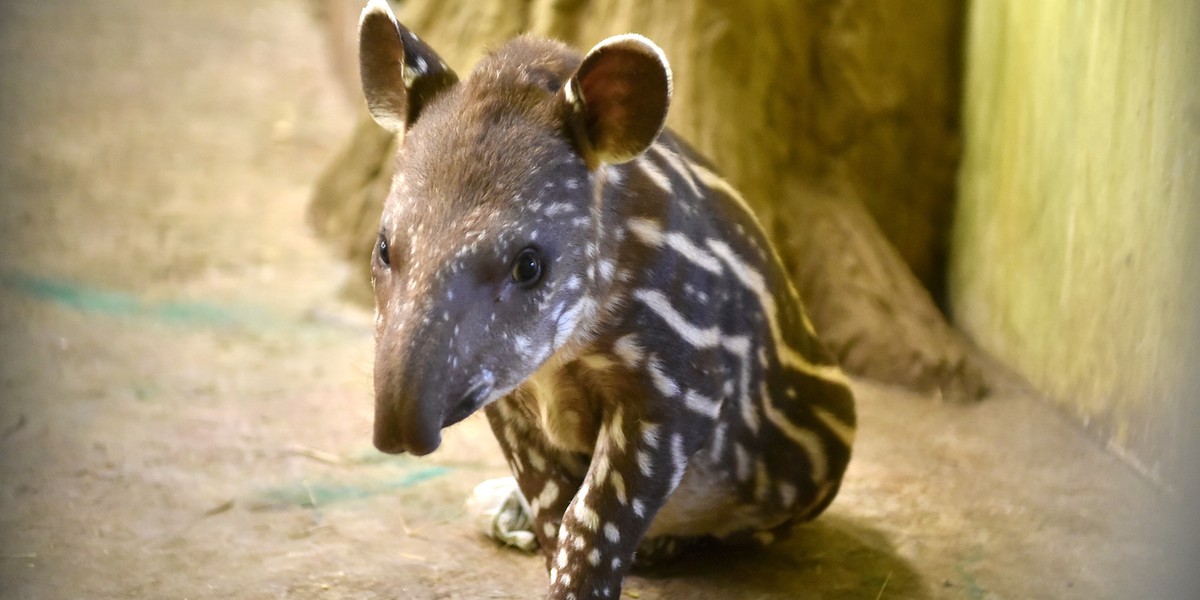 tapir zoo łódź