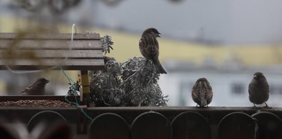 Punkt Informacji Turystycznej w Katowicach rozdaje za darmo ptasie przysmaki