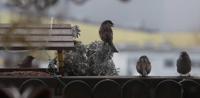 Punkt Informacji Turystycznej w Katowicach rozdaje za darmo ptasie przysmaki