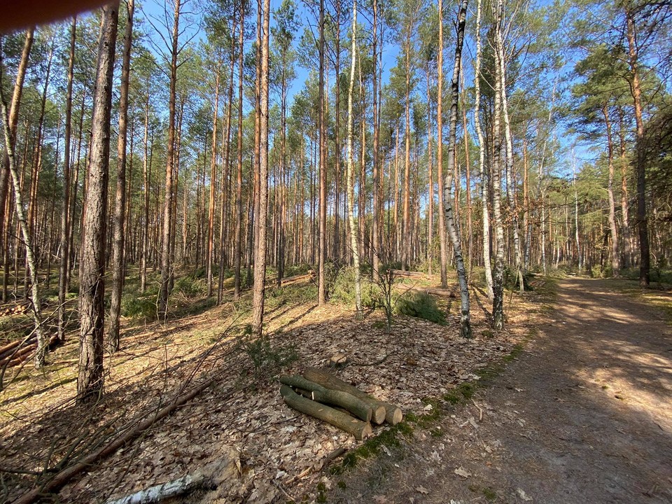 Wycięte drzewa w Kampinoskim Parku Narodowym