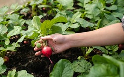 Kiedy siać rzodkiewkę? Idealny wybór dla początkujących ogrodników