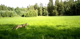Wygłodniała wataha wilków poluje na jelenie. Niezwykłe nagranie trafiło do sieci
