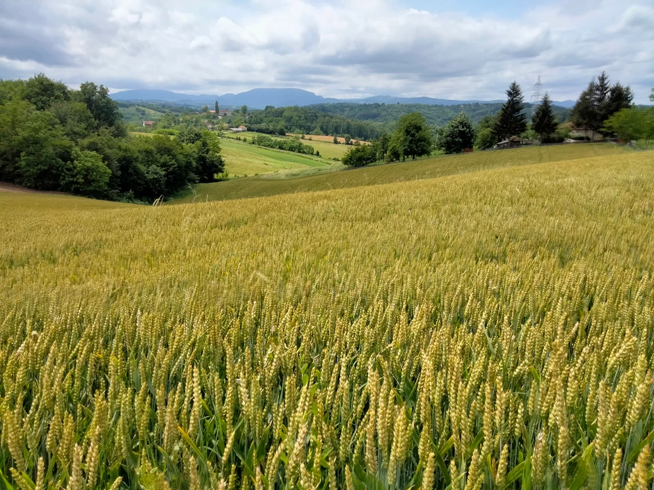Obilne padavine proizvele su bolesti lista i klasa kod žita