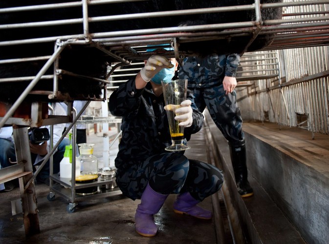 Pracownik chińskiej fabryki wprawnym ruchem nacina podbrzusze niedźwiedzia. Sam proces pobierania żółci od jednego zwierzęcia trwa około 30 sekund. Nikt nie przejmuje się cierpieniem misia