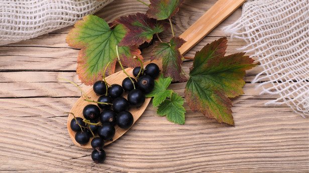 Czarna porzeczka (Ribes nigrum) jest chętnie uprawiana w ogrodach ze względu na jej zdrowe i smaczne owoce.