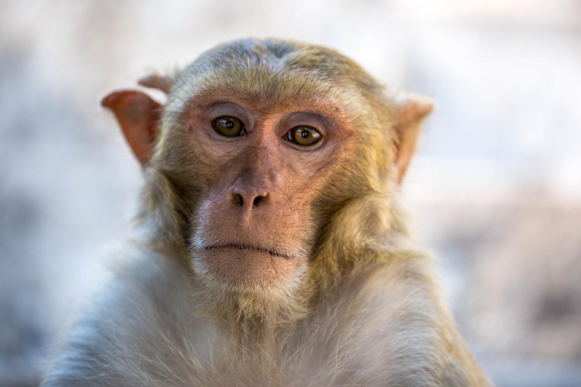 Vedcom sa úspešne podarilo naklonovať opicu, ktorá prežila viac ako 2 roky.