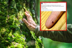 Zaczynają atakować wcześniej niż zwykle. Leśnicy ostrzegają