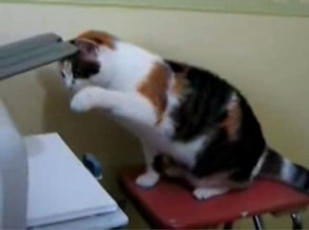 Jak wielmożny kot z drukarką wojował