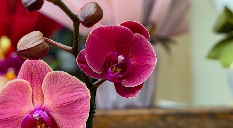 Orchidea a hálószobában Fotó: Getty Images