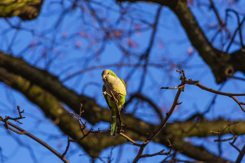 Zielona papuga w Brukseli 