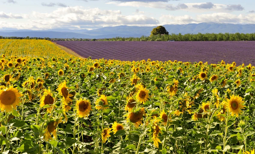 Valensole