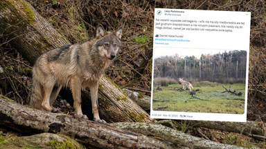 "Sytuacje konfliktowe z udziałem wilka". Ostrzeżenie dla mieszkańców