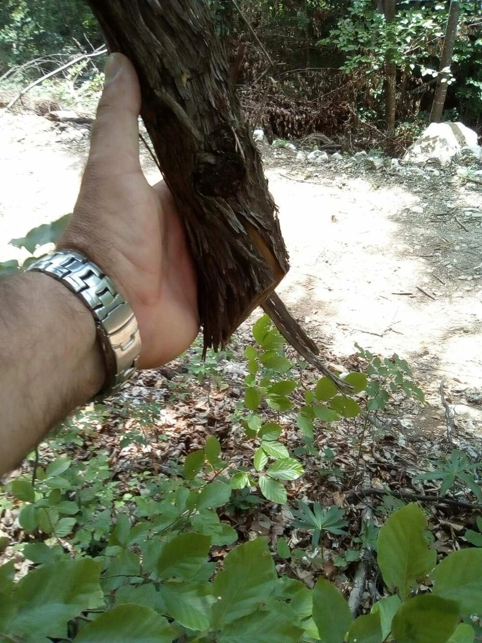 Šuma manastir Rača