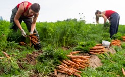 Praca sezonowa w wakacje. Zobacz, ile można teraz zarobić