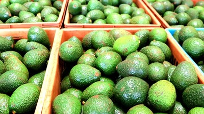 Kenyan avocado for export. (ITC)