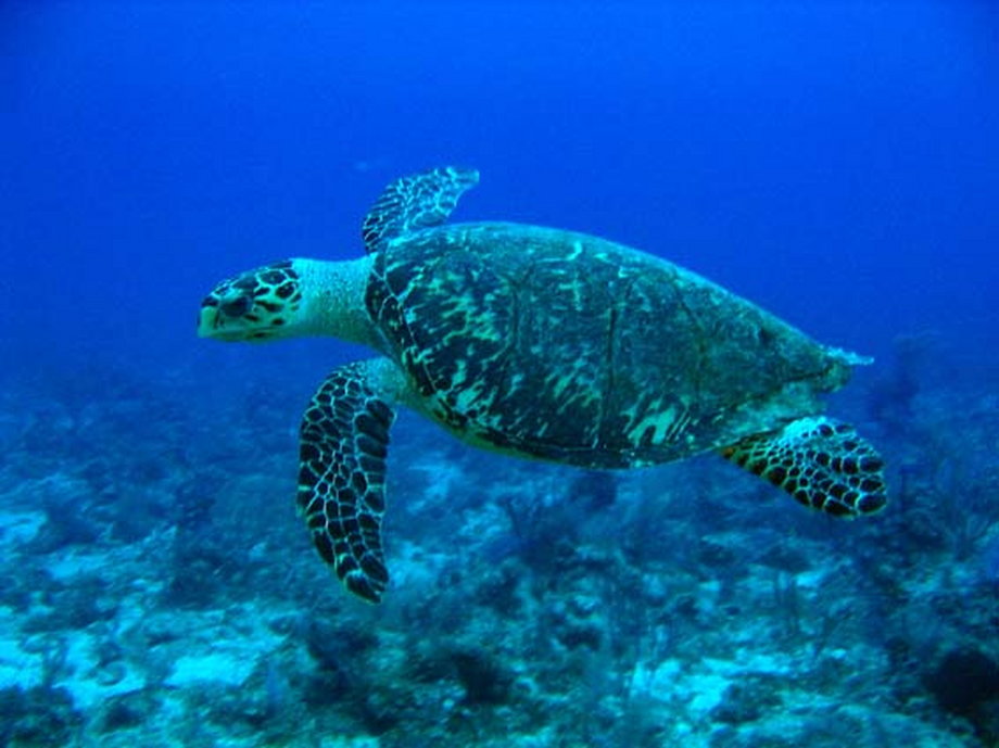 Żółwie szylkretowe występują głównie w tropikalnych oceanach i na rafach koralowych. 