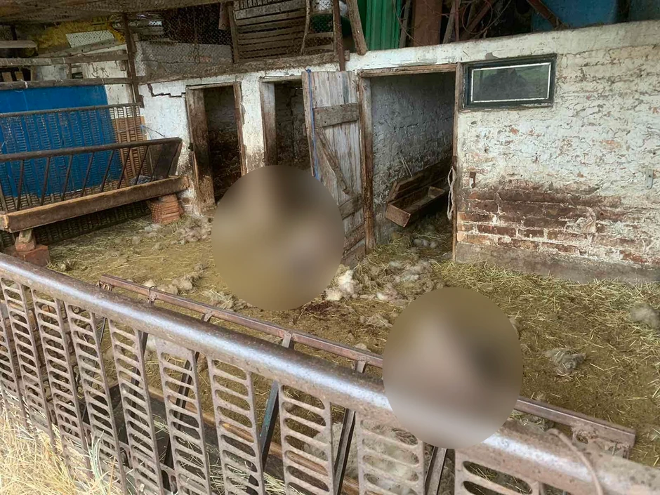 11 ovaca zaklano u Ripnju