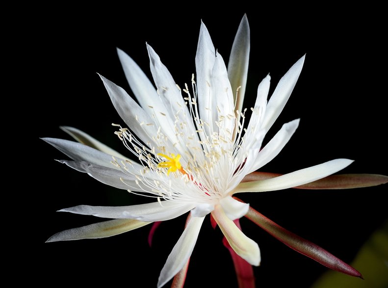 Kwiat epifilum ostropłatkowego (Epiphyllum oxypetalum)