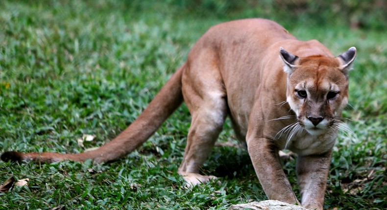 A cougar — though not this one — attacked a child at a Washington national park.Carlos Jasso/Reuters