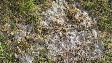 Czy można sypać śnieg na trawnik? Czym jest pleśń śniegowa?