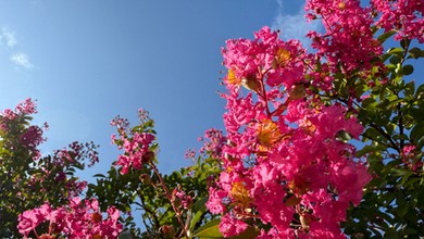 Rośnie do 3 metrów wysokości i kwitnie nawet 120 dni w roku. To prawdziwa ozdoba ogrodu